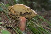 20120803_124936 Boletus edulis subspecie pinicola - Porcino Brisa Nera.jpg